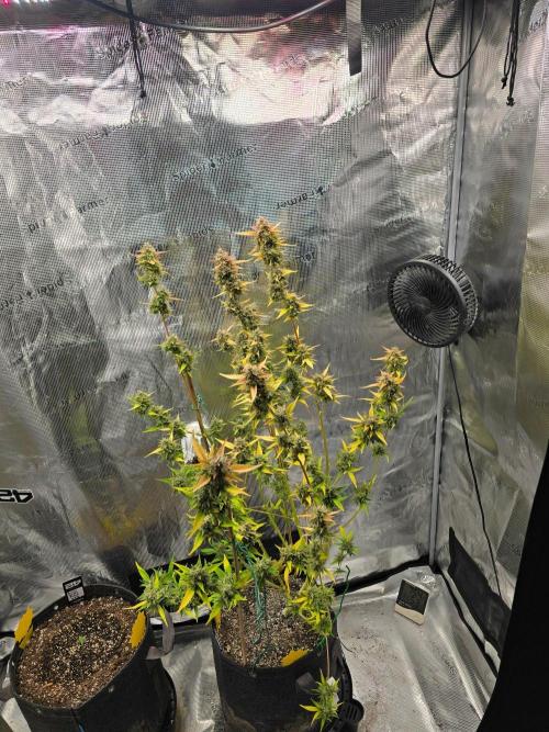 Banana Guava Auto. Week 10 - Banana guava 