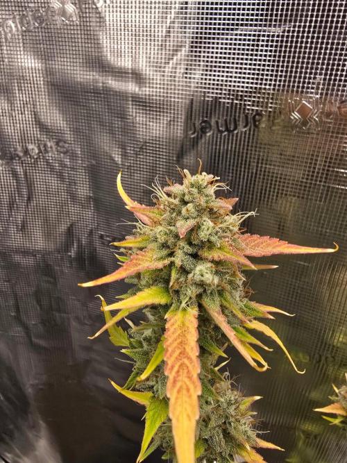 Banana Guava Auto. Week 10 - Banana guava 