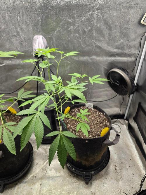 Garlic Budder. Week 8 - Garlic Budder 