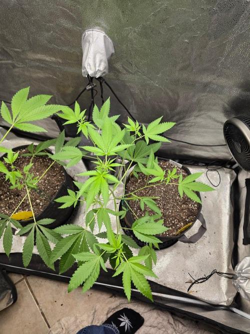 Garlic Budder. Week 8 - Top shot