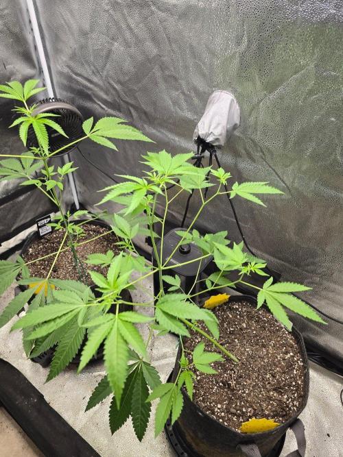 Garlic Budder. Week 8
