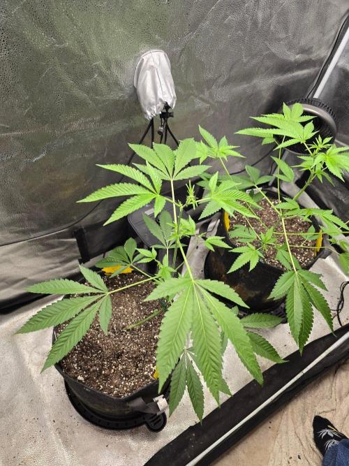 Garlic Mint Sherbet. Week 8 - Alittle growth this week