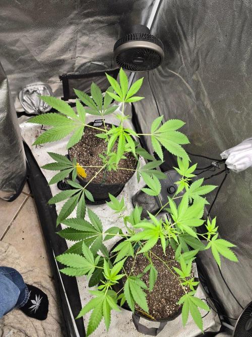 Garlic Mint Sherbet. Week 8 - Garlic girls together 