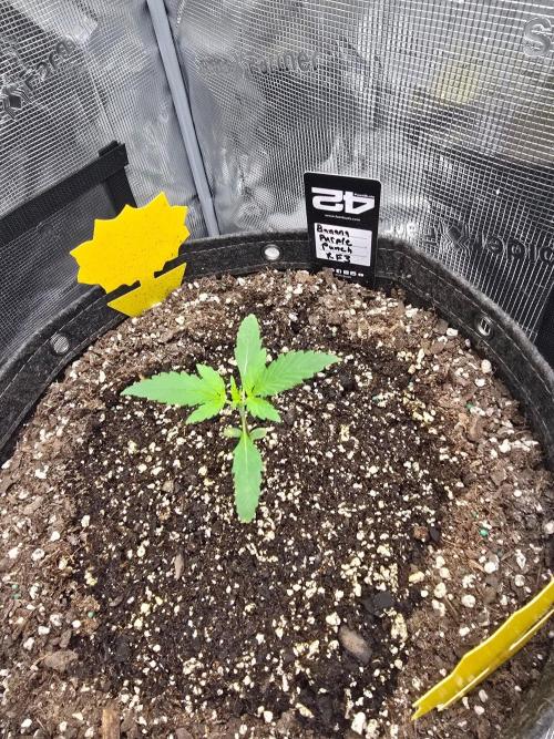 Banana Purple Punch Auto RF3. Week 2