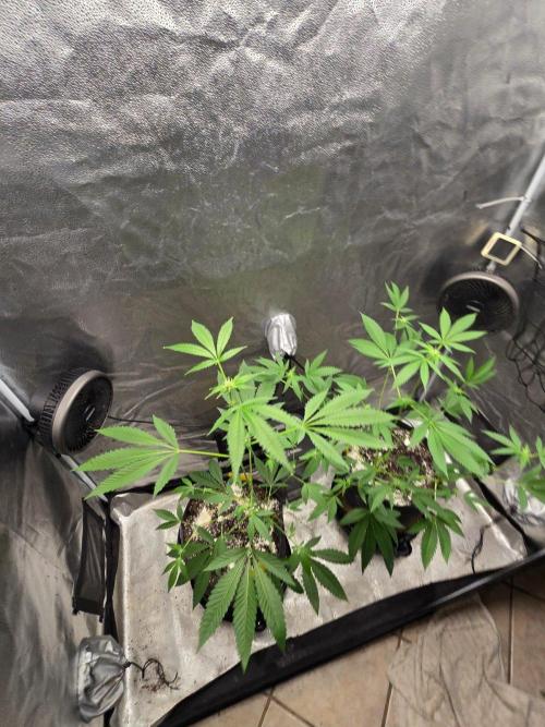 Garlic Mint Sherbet. Week 9 - Zoomed out