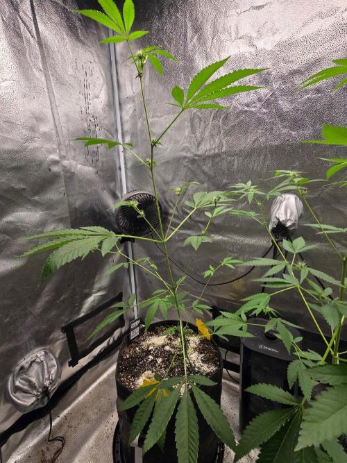 Garlic Mint Sherbet. Week 9 - Stretching tall