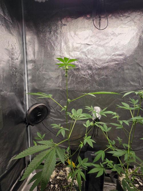 Garlic Mint Sherbet. Week 9