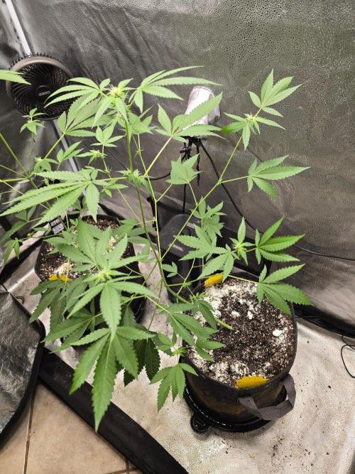 Garlic Budder. Week 9 - Garlic Budder 