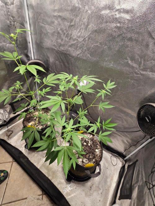 Garlic Budder. Week 9