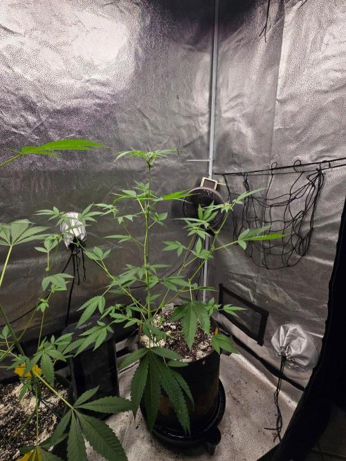 Garlic Budder. Week 9 - Cant wait to see those buds form