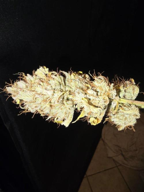 Banana Guava Auto. Week 11 - Banana guava 