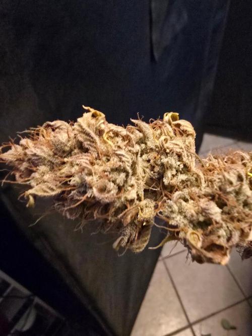 Banana Guava Auto. Week 11 - Banana guava 