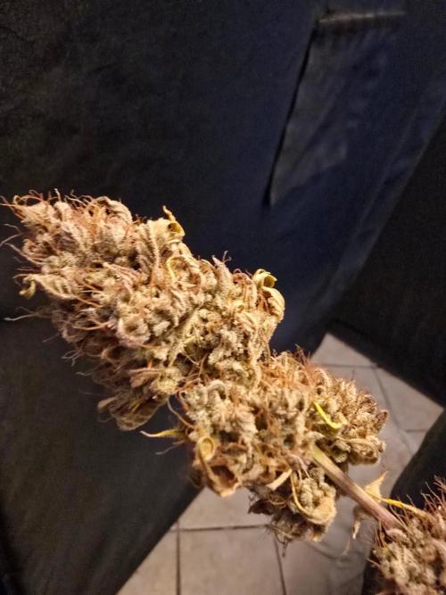 Banana Guava Auto. Week 11