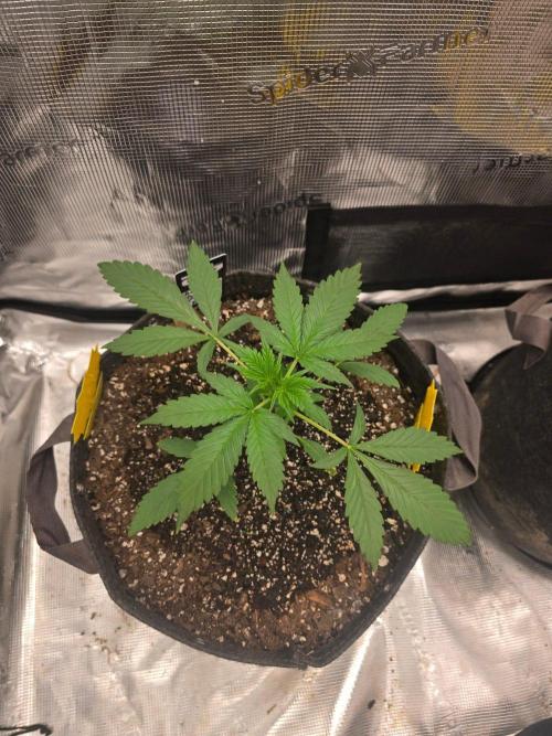 Banana Purple Punch RF3. Week 3 - Top shot