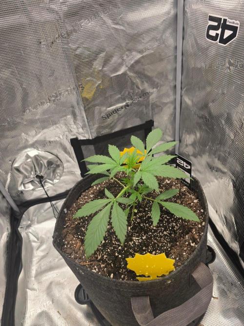 Banana Purple Punch RF3. Week 3 - Banana Purple Punch RF3