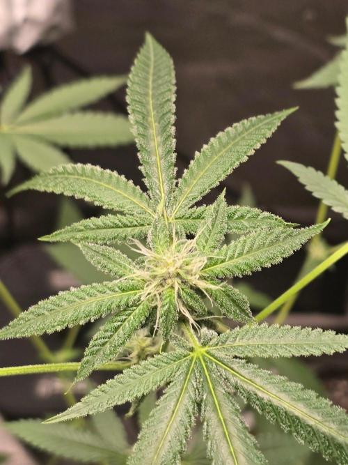 Garlic Budder. Week 10 - Trichomes everywhere 