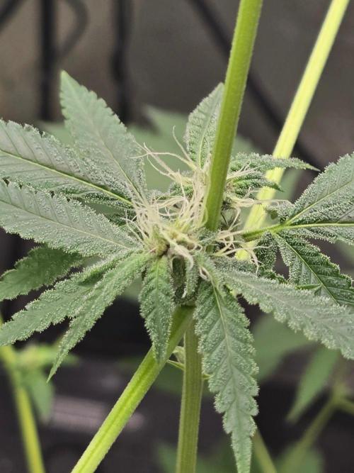 Garlic Budder. Week 10 - Lower buds forming 