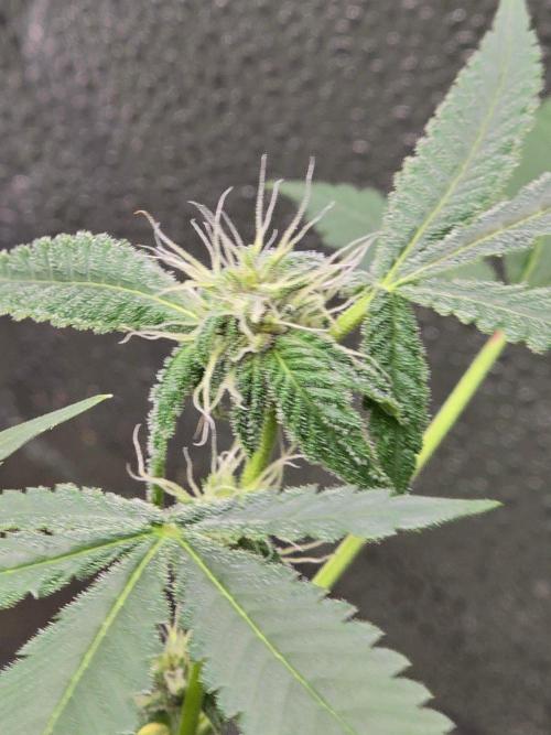 Garlic Budder. Week 10 - Super coated