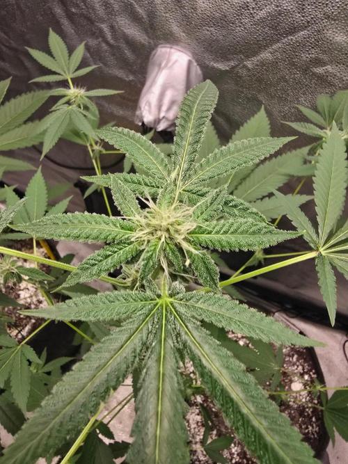 Garlic Budder. Week 10 - Main cola