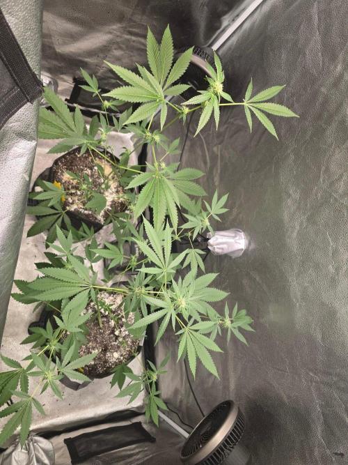 Garlic Budder. Week 10 - Top shot of her 