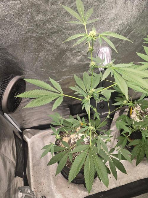 Garlic Mint Sherbet. Week 10 - Garlic mint sherbet 