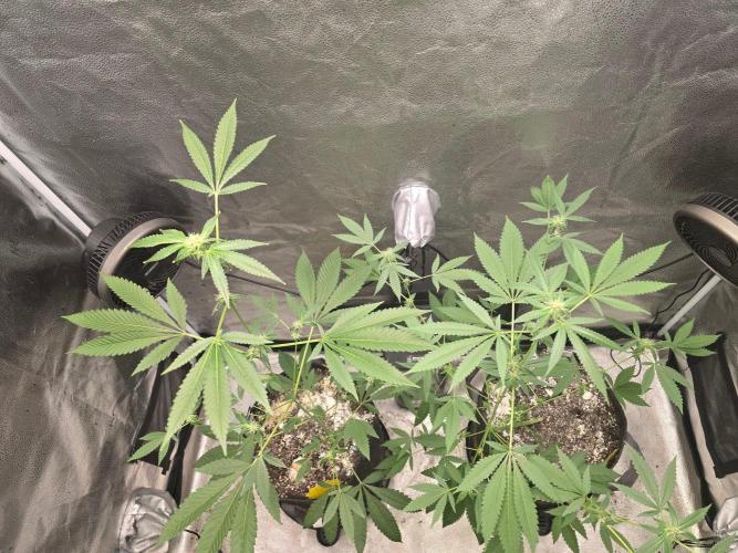 Garlic Mint Sherbet. Week 10 - Shes on the left