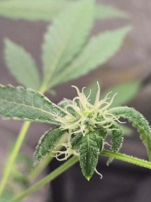 Garlic Mint Sherbet. Week 10 - Covered