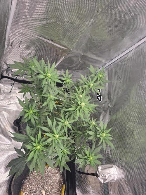 Banana Purple Punch RF3. Week 7 - banana Purple Punch RF3 