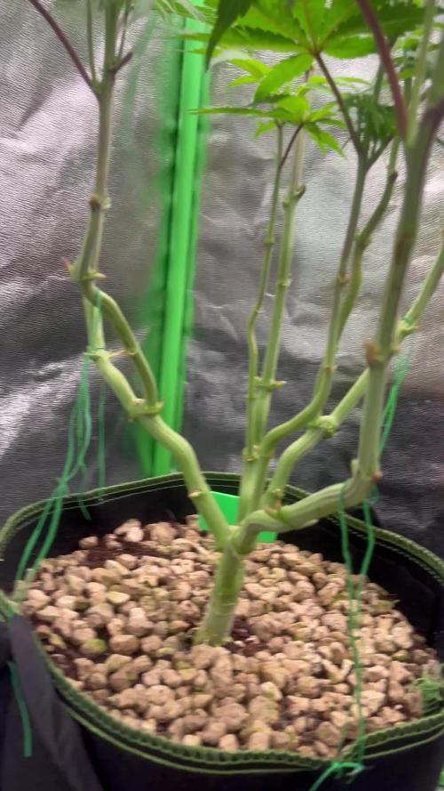 3 CandyCandy Cookies seed2harvest//CANNA