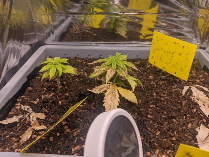 Critical Punch - 1000seeds. Week 5