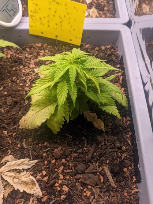 Critical Punch - 1000seeds. Week 5