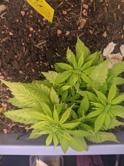 First Grow (3 Cherry Runtz). Week 8