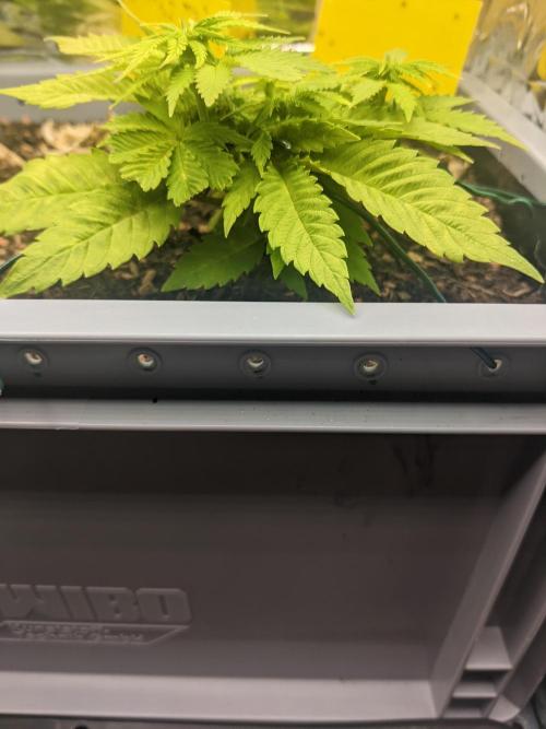 First Grow (3 Cherry Runtz). Week 8