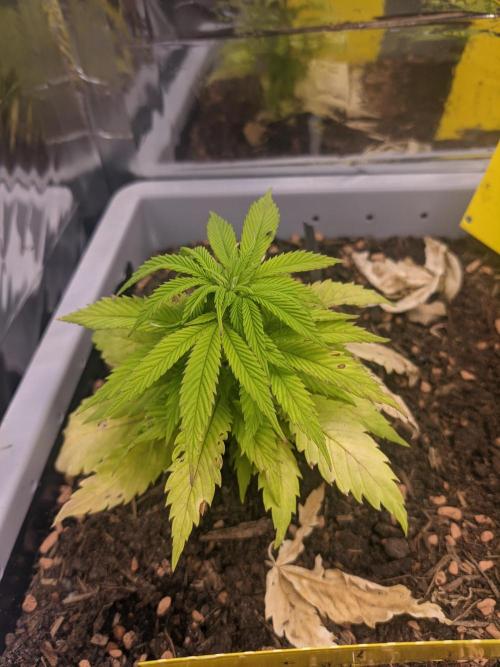 Critical Punch - 1000seeds. Week 6