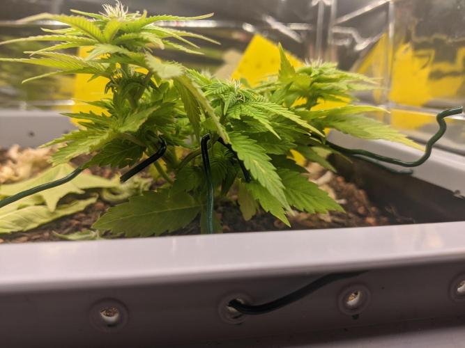 First Grow (3 Cherry Runtz). Week 9