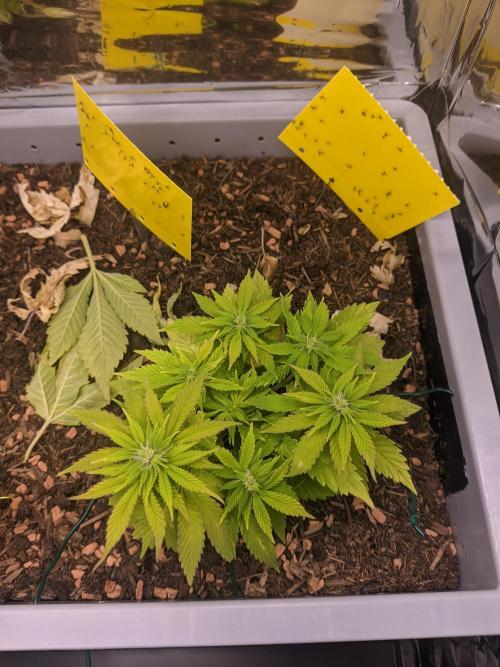 First Grow (3 Cherry Runtz). Week 9