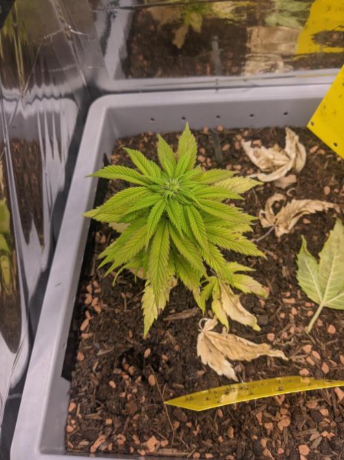 Critical Punch - 1000seeds. Week 7