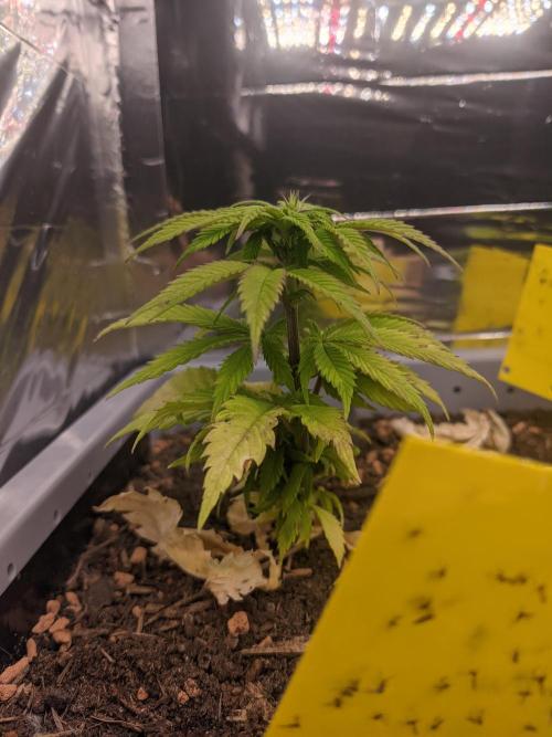 Critical Punch - 1000seeds. Week 7