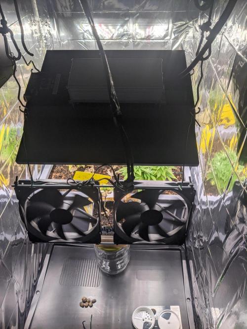 First Grow (3 Cherry Runtz). Week 10