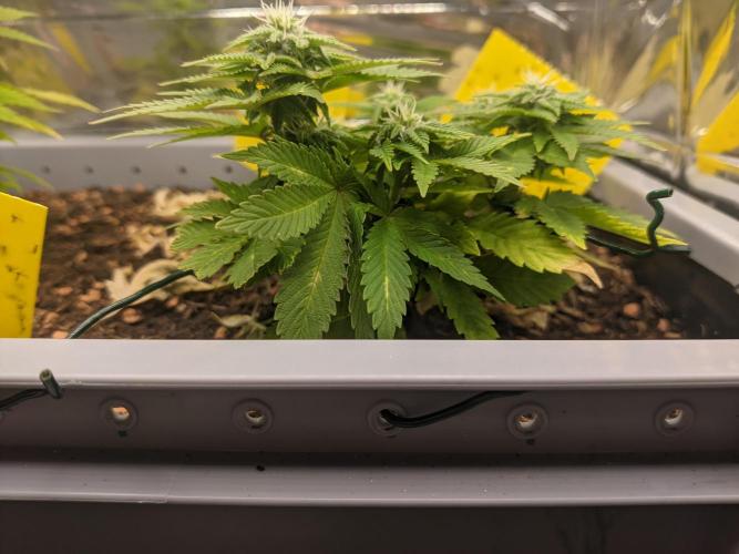 First Grow (3 Cherry Runtz). Week 10