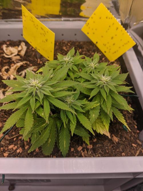 First Grow (3 Cherry Runtz). Week 10