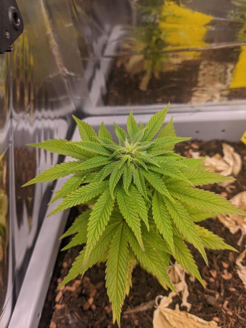 Critical Punch - 1000seeds. Week 8