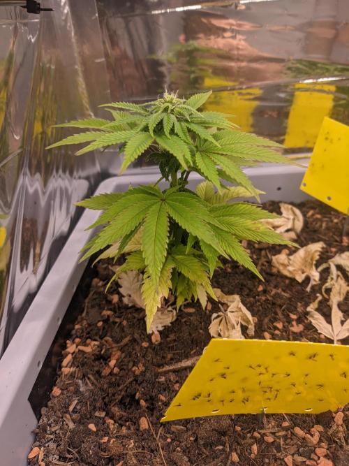 Critical Punch - 1000seeds. Week 8