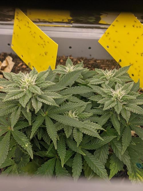 First Grow (3 Cherry Runtz). Week 11