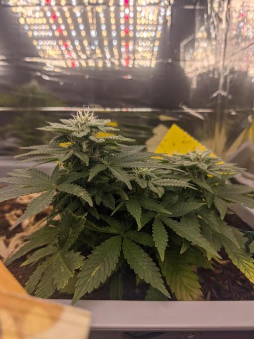 First Grow (3 Cherry Runtz). Week 11