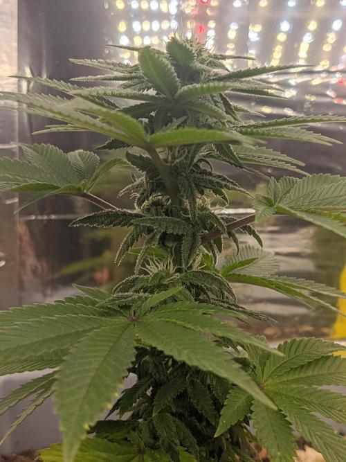Critical Punch - 1000seeds. Week 9