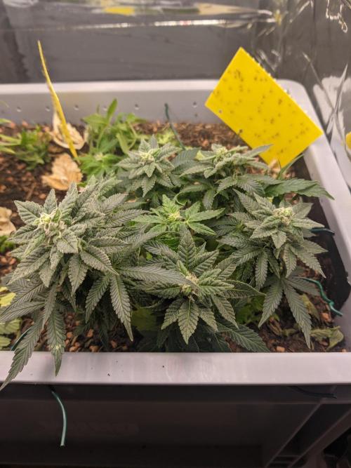 First Grow (3 Cherry Runtz). Week 12 - after removing leaves at the bottom