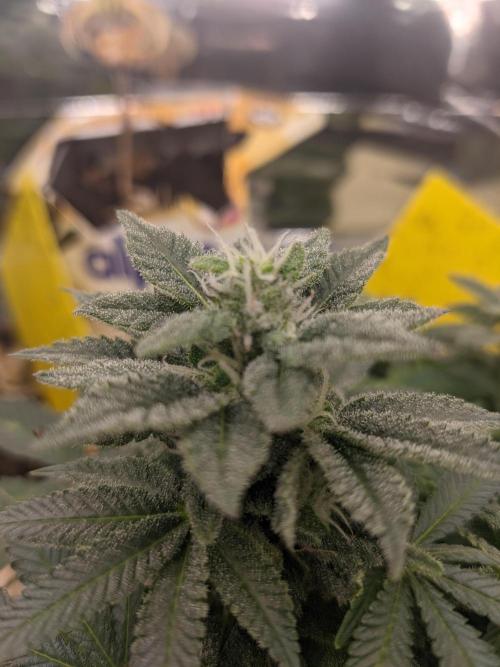 First Grow (3 Cherry Runtz). Week 12 - main bud