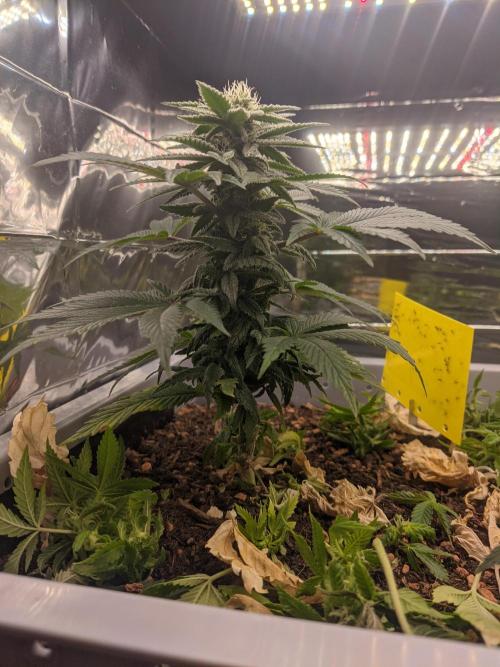 Critical Punch - 1000seeds. Week 10