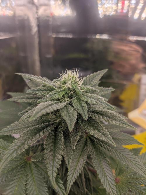 Critical Punch - 1000seeds. Week 10